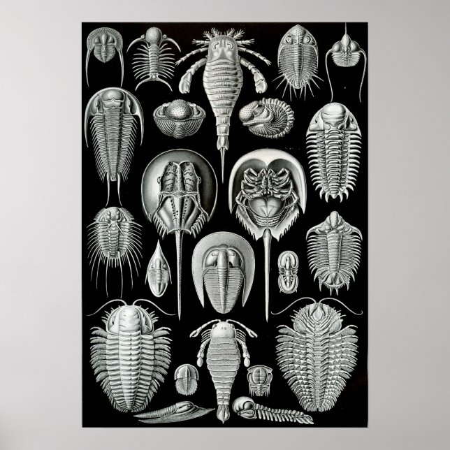 Poster Crabes Ernst Haeckel Aspidonia (Devant)