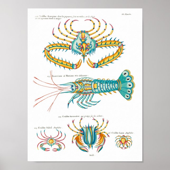 Poster Crabes et crevettes sur tout arrière - plan (Devant)