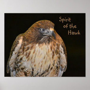 Poster Crafty Hawk