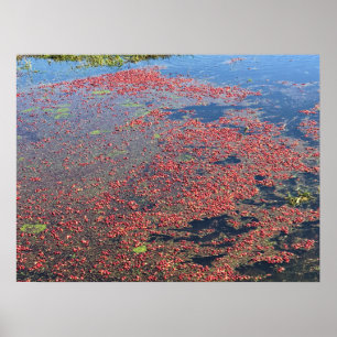 Poster Cranberry Farm, Long Beach, Washington