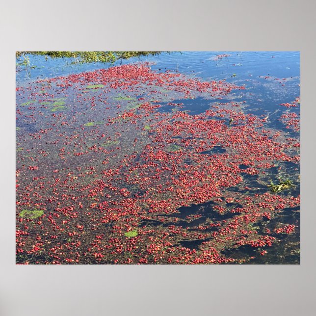 Poster Cranberry Farm, Long Beach, Washington (Devant)