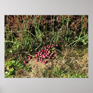 Poster Cranberry Farm, Long Beach, Washington