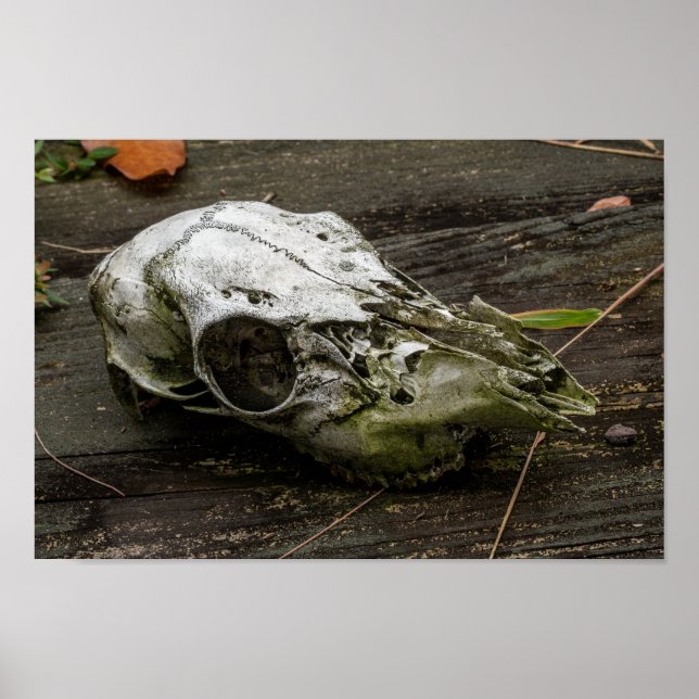 Poster Crâne de cerf blanc (Devant)