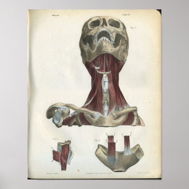 Poster Crâne et muscles de l'anatomie du cou Imprimer (Devant)