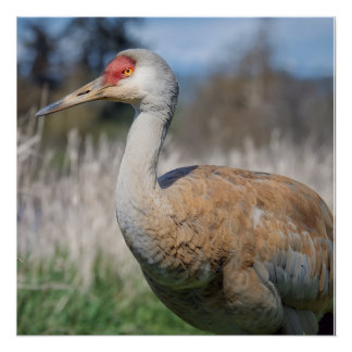Poster Crane View