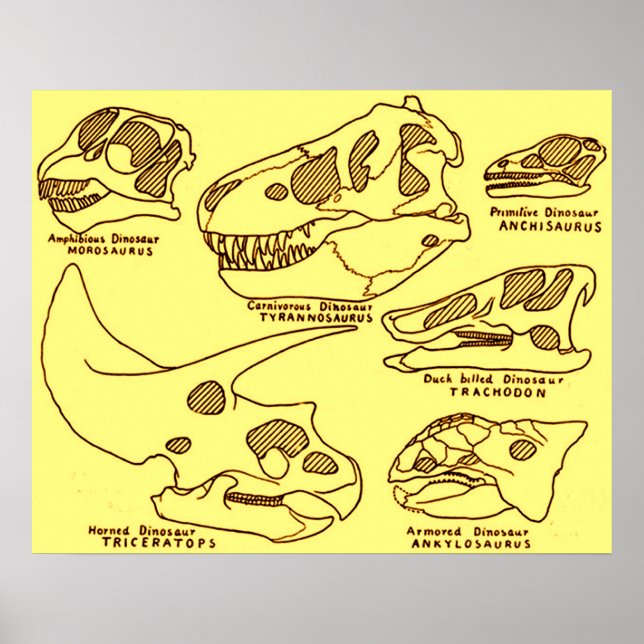 Poster Crânes de dinosaures (Devant)