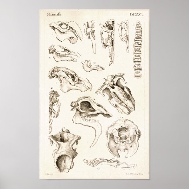 Poster Crânes de mammifères Anatomie de la mangée vétérin (Devant)