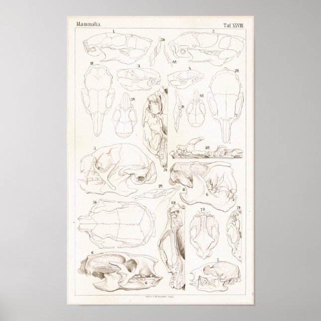 Poster Crânes de mammifères Anatomie vétérinaire Imprimer (Devant)