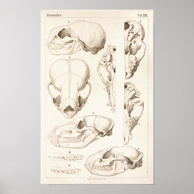 Poster Crânes de mammifères Anatomie vétérinaire Imprimer (Devant)