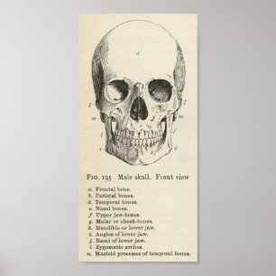 Poster crânien vintage
