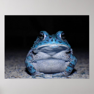 Poster Crapaud bleu