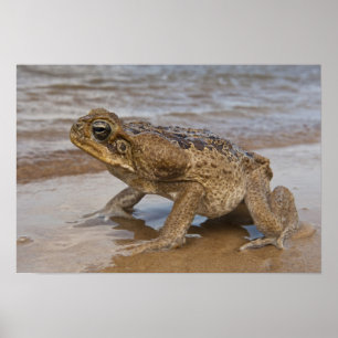 Poster Crapaud géant Rhinella marina, anciennement Bufo
