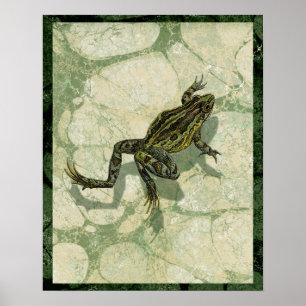 Poster Crapaud Swinning dans l'eau