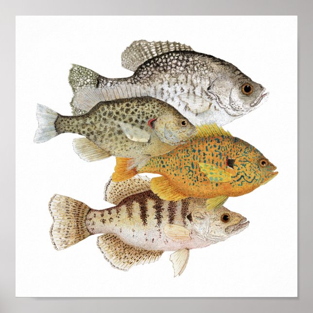 Poster Crappés et poisson-soleil (Devant)