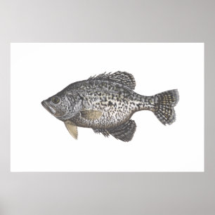 Poster Crappie