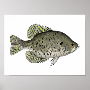 Poster Crappie noire