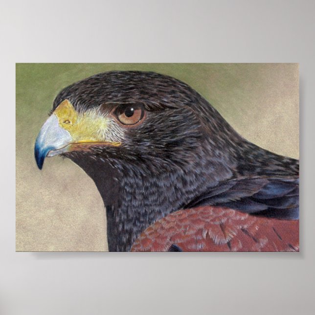 Poster Crayons de couleur Harris Hawk (Devant)