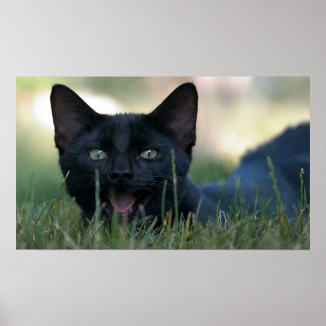 Poster Crazy Black Cat (Devant)