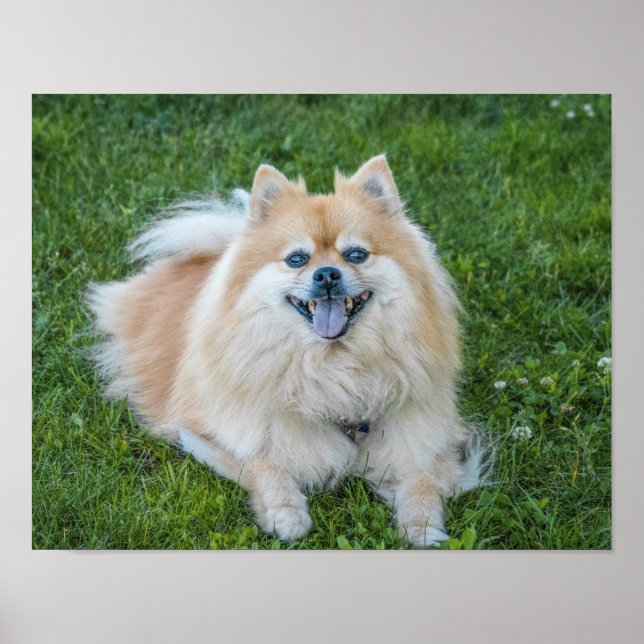 Poster Cream Sable Chien Poméranien dans l'herbe (Devant)
