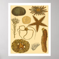 Créatures sous-marines