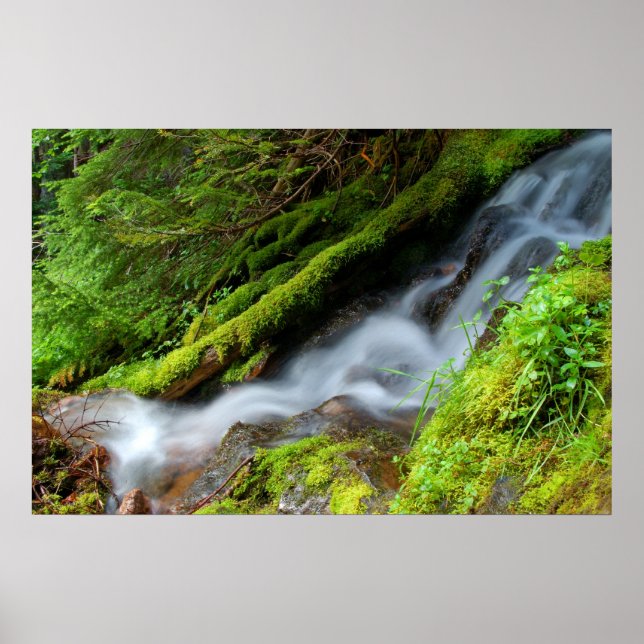 Poster Creek dans le parc national du Mont-Rainier (Devant)