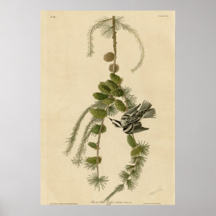 Poster Creeper noir et blanc