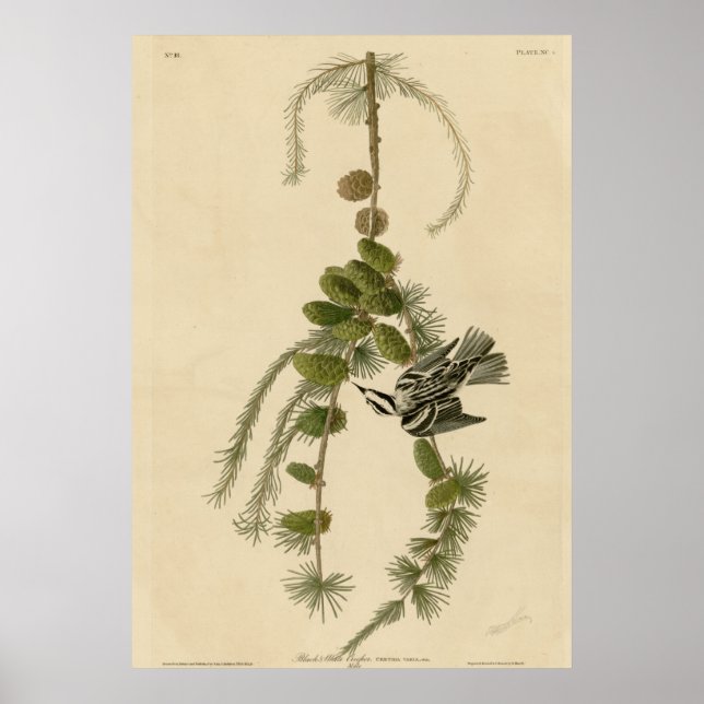 Poster Creeper noir et blanc (Devant)