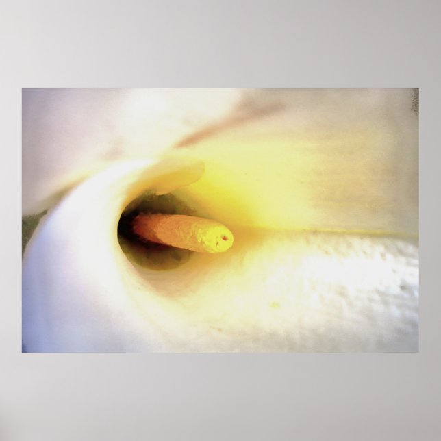 Poster Crème Blanc Calla Lily Fermer l'art Abstrait (Devant)
