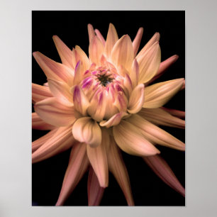 Poster Crème Dahlia Corona