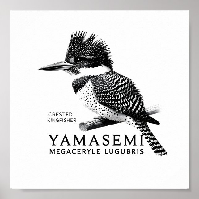 Poster Crested Kingfisher Black & White Art Print (Devant)