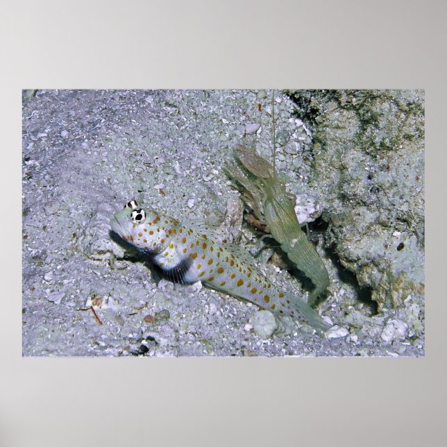 Poster crevette Goby et partenaire (Devant)