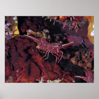 Poster Crevettes de corail
