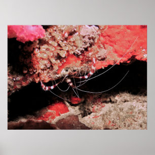 Poster Crevettes de corail en bande