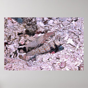 Poster Crevettes Goby et crevettes
