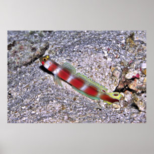 Poster crevettes Goby-Maldives
