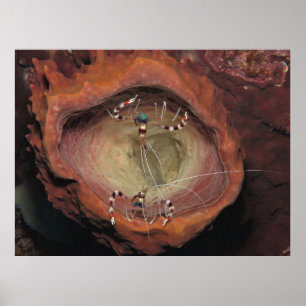 Poster Crevettes nettoyantes à bande