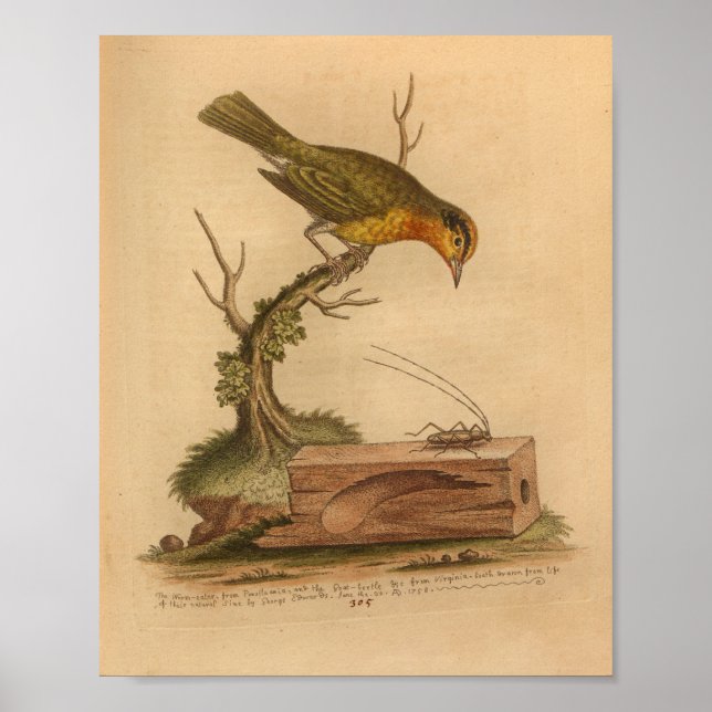 Poster Cricket Jaune vintage Bird Imprimer (Devant)