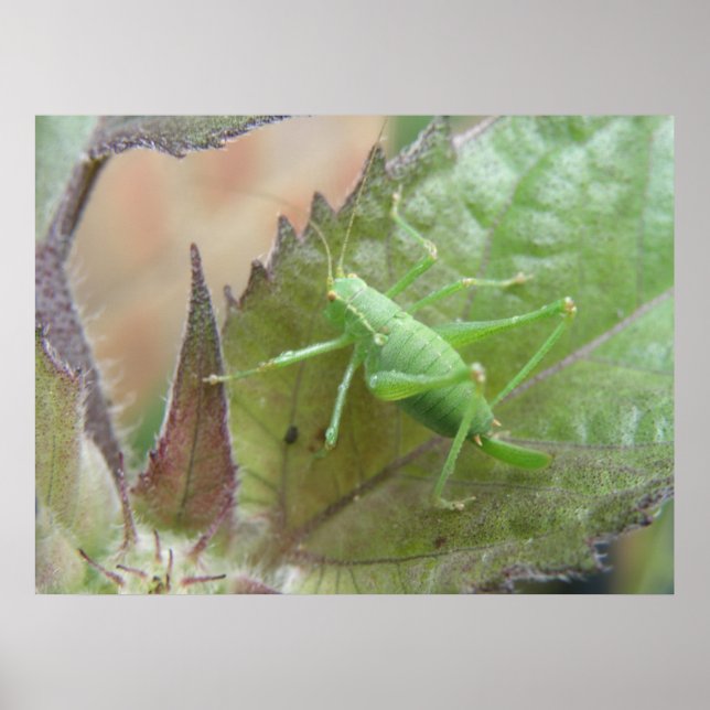 Poster Cricket vert sur feuille (Devant)