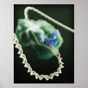 Poster CRISPR-Cas9 complex at work