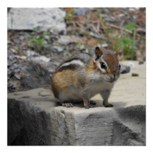 Poster Critère mignon comme Chipmunk sur un rocher