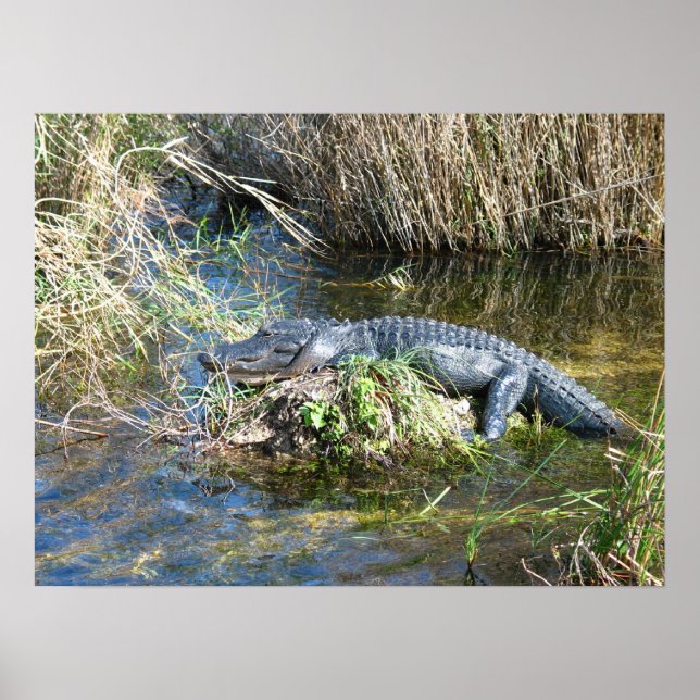 Poster Croc (Devant)