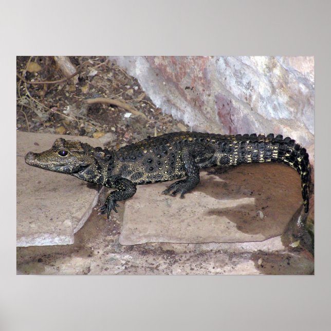 Poster Croc nain d'Afrique de l'Ouest - Osteolaemus tétra (Devant)