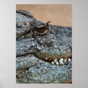Poster Crocodile