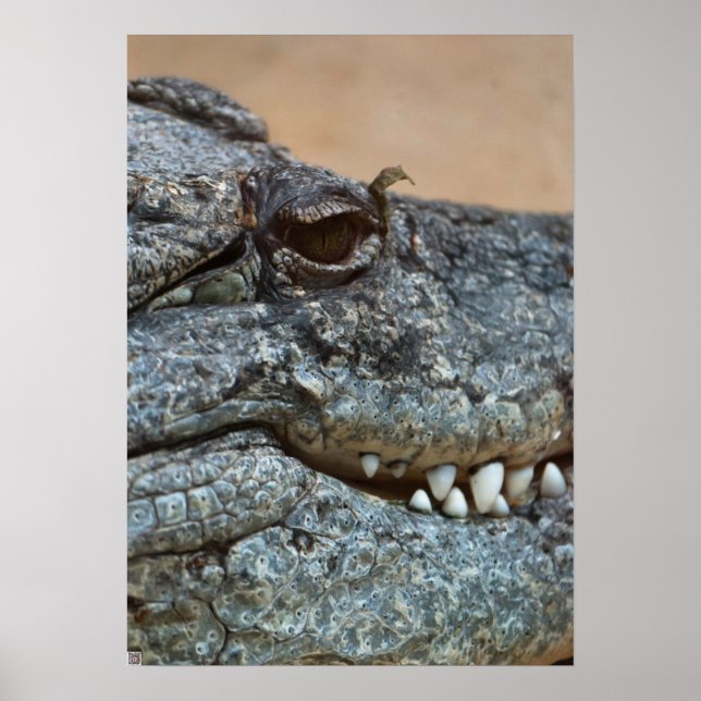 Poster Crocodile (Devant)