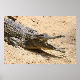 Poster crocodile