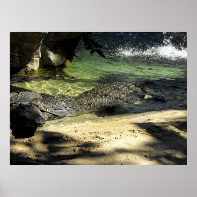 Poster Crocodile (Devant)