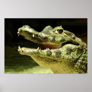 Poster Crocodile