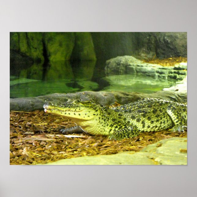 Poster crocodile cubain (Devant)