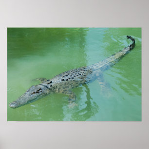 Poster Crocodile d'eau salée en Australie