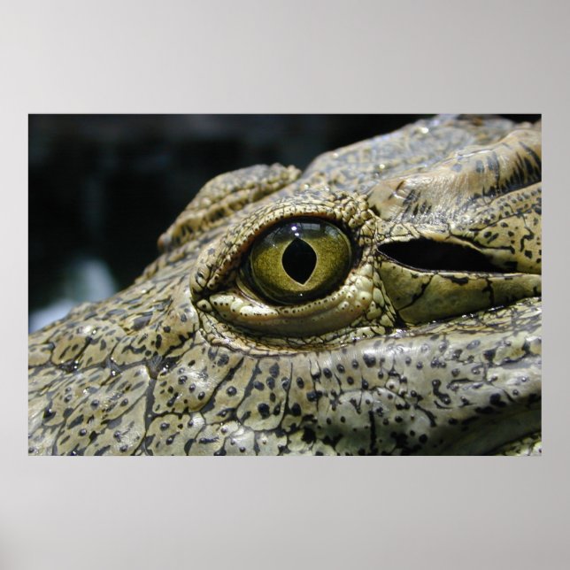 Poster Crocodile eye (Devant)